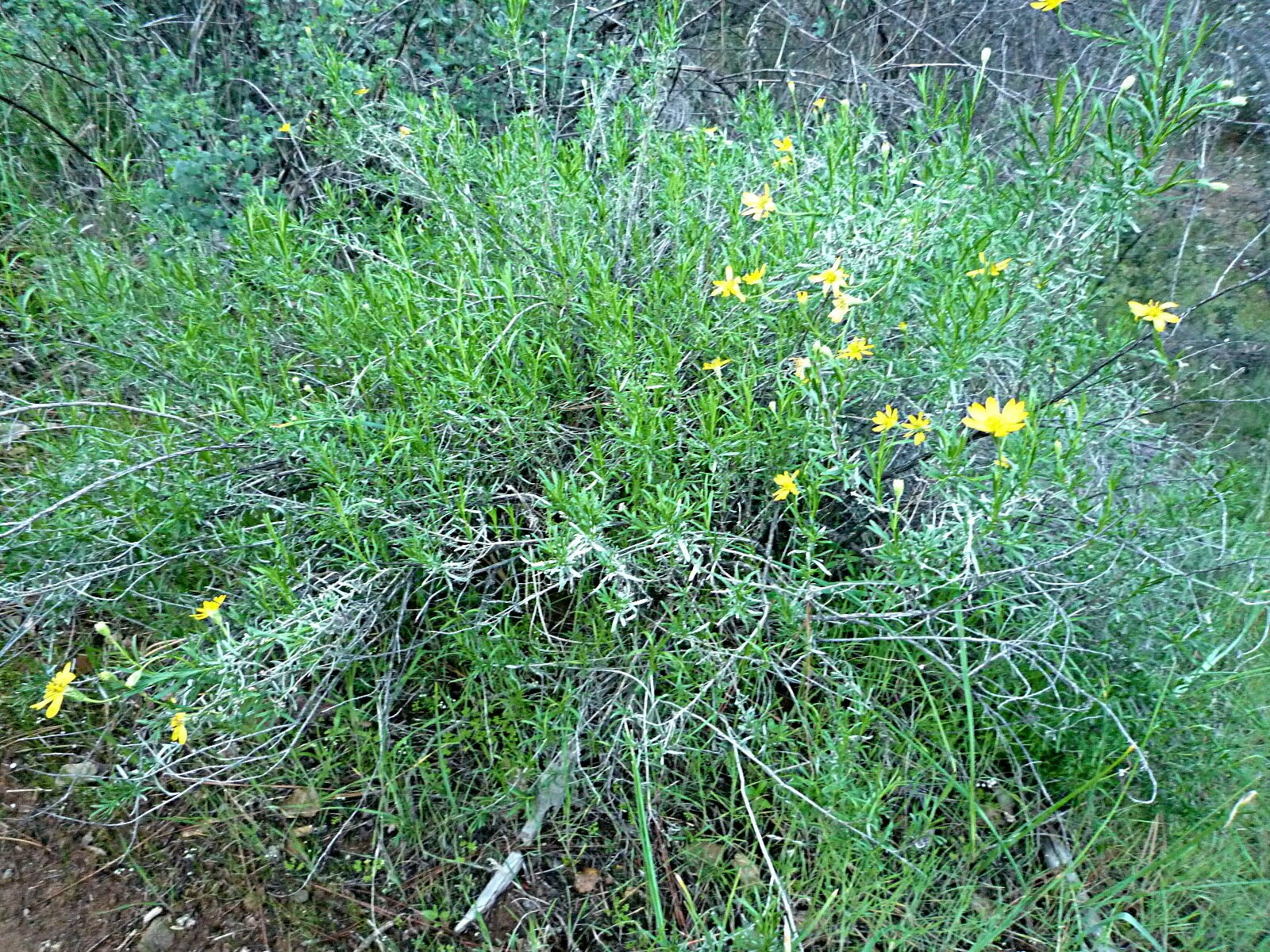 High Resolution Ericameria linearifolia Plant